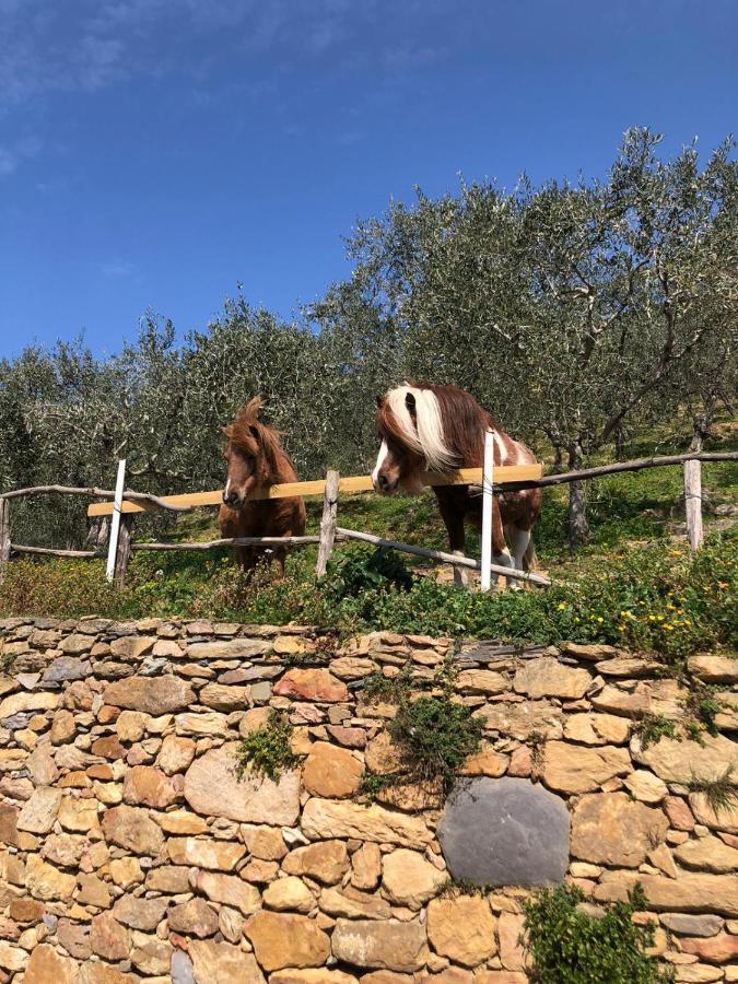 Olive House Tuscany - Zona Pisa Calci Eksteriør bilde